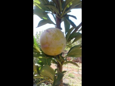Vídeo: Cultivo De Ameixa Cereja Híbrida (ameixa Russa - 2)