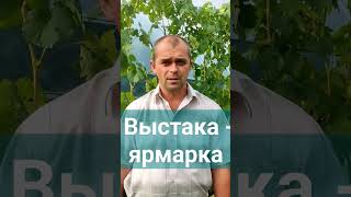 Выставки винограда пройдут в Беларуси . #виноградникюриястражева