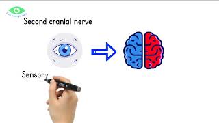 Optic Nerve Anatomy Explained | Parts, Course & Clinical Importance