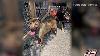 Hops & Hounds, a dog-friendly restaurant, running into issues of customers abandoning pups