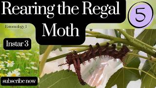Rearing the Regal Moth, part 5- instar 3