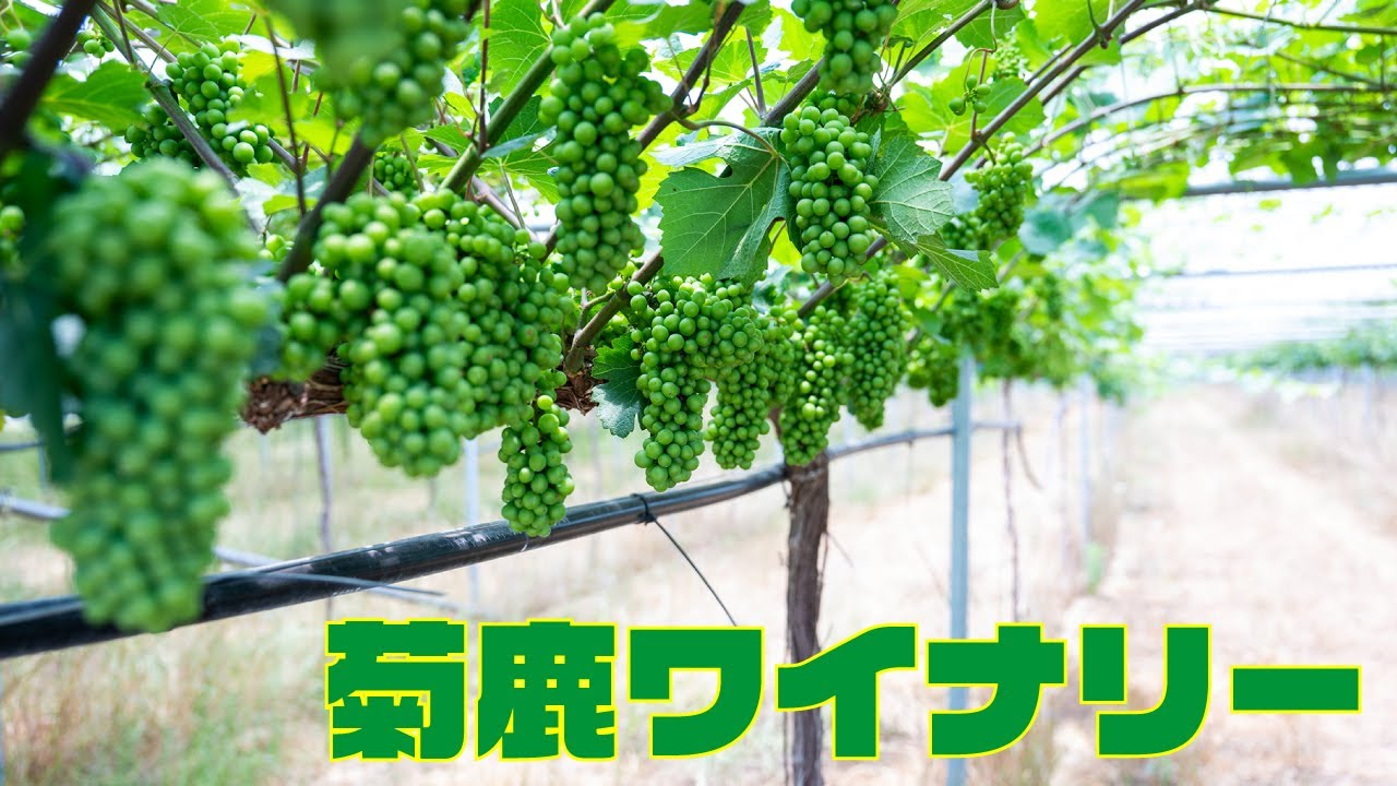 菊鹿ワイナリー（熊本県）