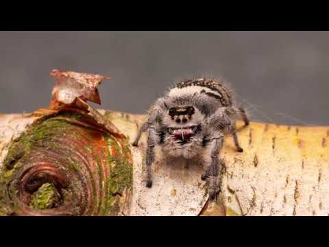 Zebra Jumping Spiders: A Salticus Scenicus Care Guide!