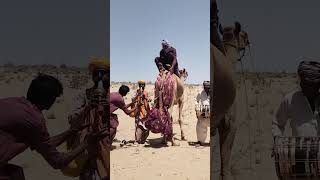 Dancing during a wedding in rural areas of Pakistan #viralvideo #animals #goat#wildlife#nature#cow