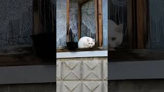 белый и чёрный кот