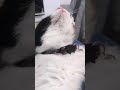 Cute cat video compilation 2019