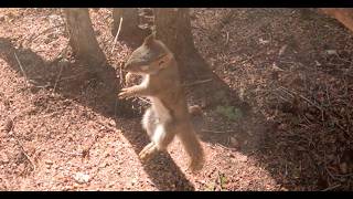Hang Your Quarry, Primitive Trapping part 1