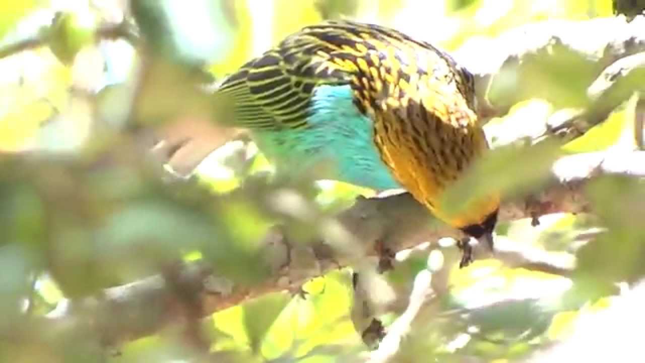 Saíra-douradinha (Gilt-edged Tanager) - Tangara cyanoventris