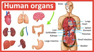 Organs in the human body Easy learning