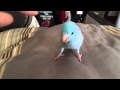 マメルリハのクネクネダンス