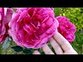 Цветение плетистой розы "Parade"