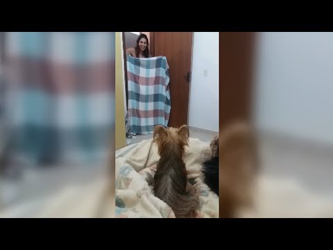 Two Cute Dogs Started Fighting After Their Owner Made The What The Fluff Challenge