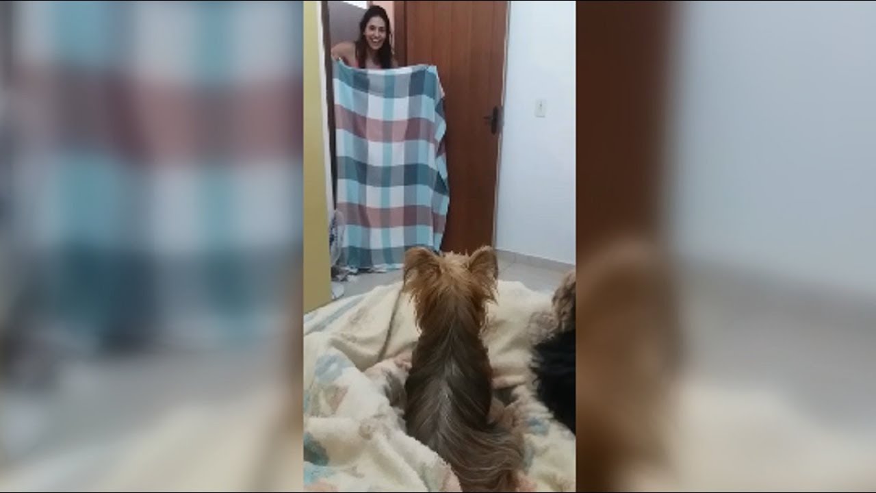 Two Cute Dogs Started Fighting After Their Owner Made The What The