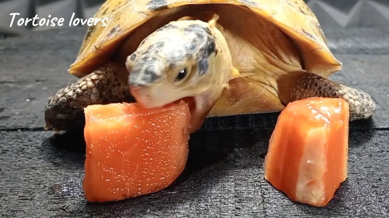 Tortoise Indotestudo forsteni ASMR 🐢