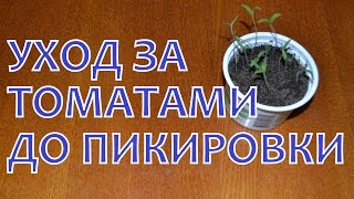 Уход за рассадой ТОМАТОВ от ВСХОДОВ до ПИКИРОВКИ(Недавно, 3 дня назад, мы посеяли на рассаду сладкий перец и томаты ДЕ-БАРАО. Сейчас томаты уже дали всходы,..., 2015-03-19T03:12:39.000Z)