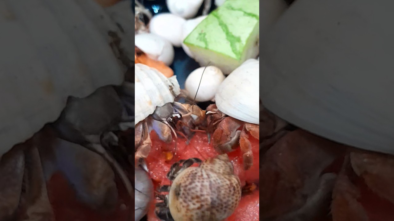 Гигантская креветка съела двух