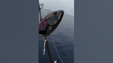 Three Madmac setups for trolling the bluefin tunas #shorts
