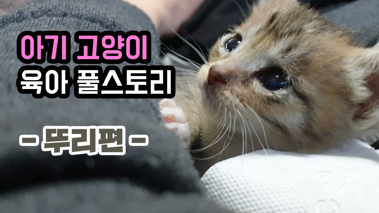 아기 고양이 육아 몰아보기 