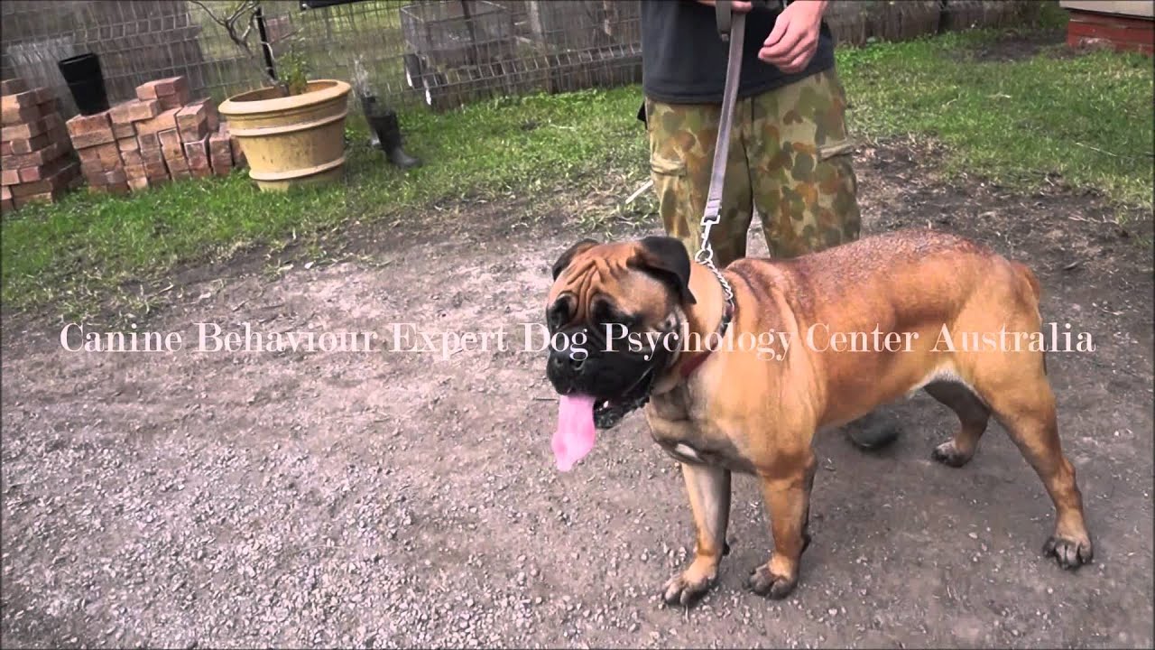 Dog aggressive Bull mastiff YouTube