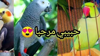 تعليم الببغاء كلمة (مرحبا)مكررة تعليم  الدرة الهندي الكاسكو الكلام