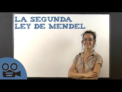 Video: ¿Cuáles son las 2 leyes de Mendel?