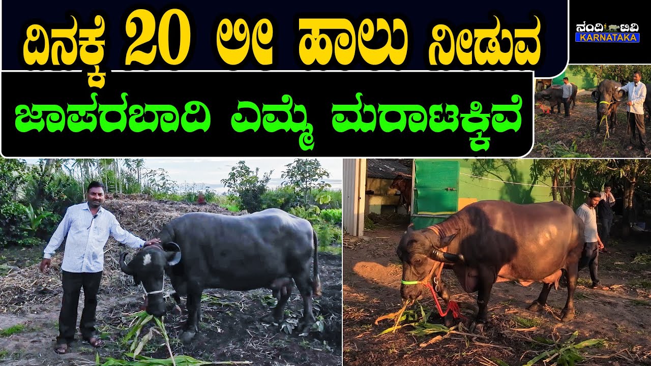 ಜಾಪಾರಬಾದಿ ಎಮ್ಮೆ ಮಾರಾಟಕ್ಕೆ ಇವೆ | jafarabadi buffalo farming in kannada