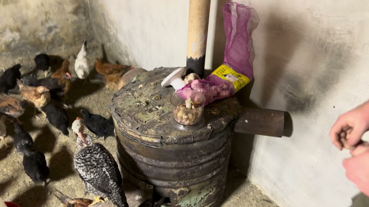 Toyuqlarda cuma (New castle) xəstəliyinin əlamətləri və xəstəliklərə qarşı mübarizə üsulları