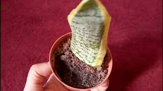 كيفية إكثار نبات جلد النمر _ Sansevieria plant نبات زينه سنسيفيرا العنايه و معلومات مهمه