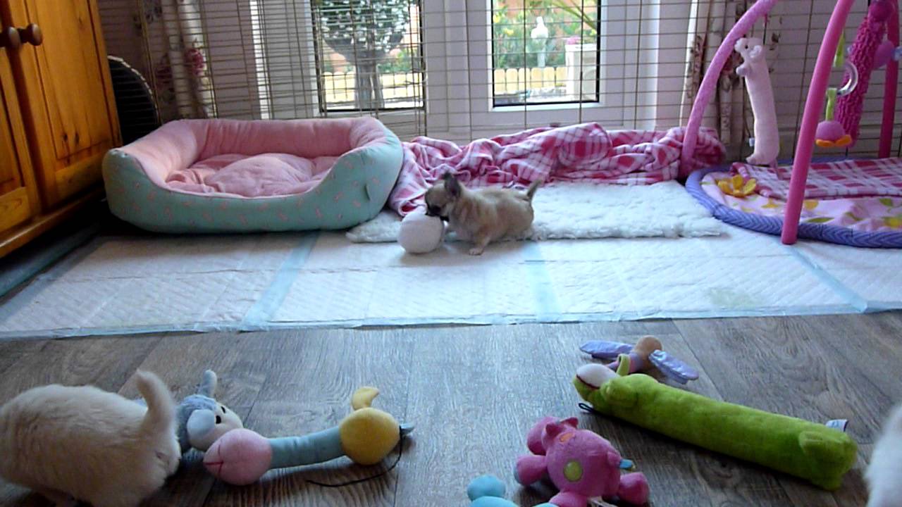 Chanteki Long Coat Chihuahua Puppies 5 Weeks Old And 8 Weeks Old
