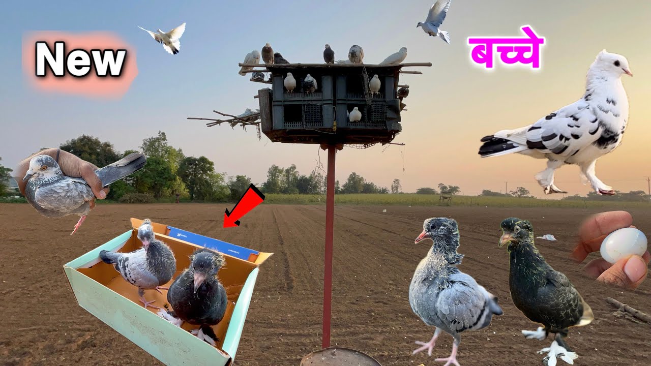 New bachche ko bahar nikala 😍 || Black कबूतर के bachche 