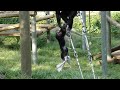 SEP 2015 Tama zoo chimps Mikan and Baby brother Fubuki ミカンと弟のフブキ