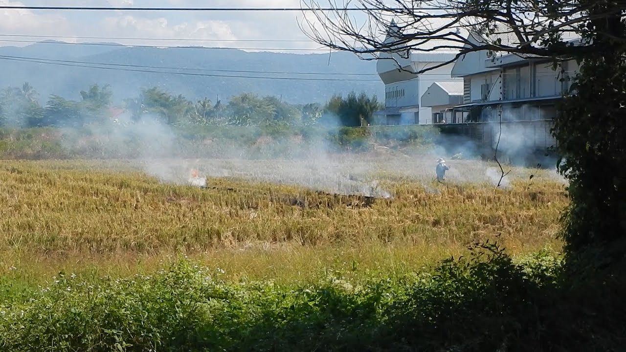 Daily Vegan Newz 2016-11-25