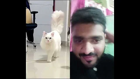 Watch the video about White cat Russian cat #cutecat #catlover #cat #cute #animal