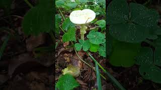 Amanite citrine ( Amanita citrina ) Attention!!peut être confondue avec l'amanite phalloïde !