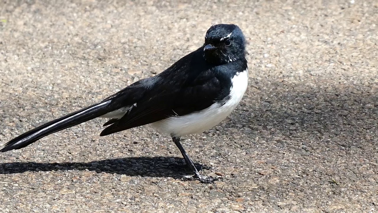 Willie Wagtail in Hyde Park Perth. 