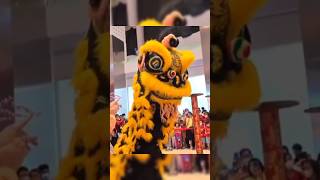 ​Detail Barongsai Kuning yang Mempesona ✨ #barongan #barongsai #shortvideo