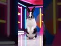 😍Watch till the end &amp; tell us your favorite move! 😍#Cuterabbit #ViralVideo #BunnyDance #shorts