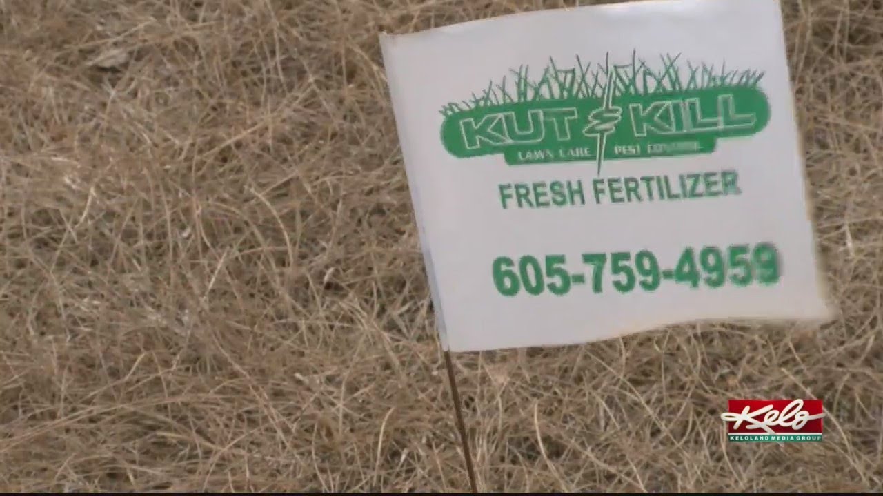 Lawn care owner vows to repair 302 lawns damaged by chemical burn