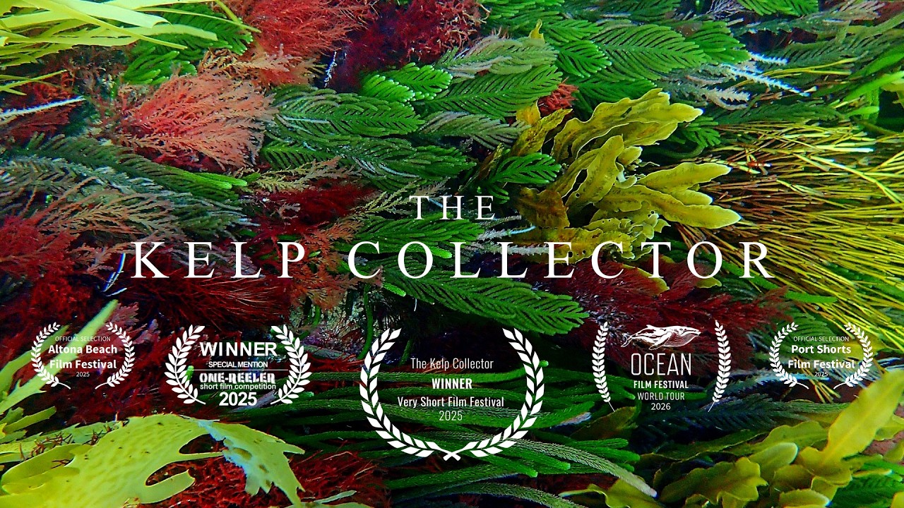 The Kelp Collector