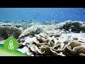 Racing to Save Dying Coral Reefs