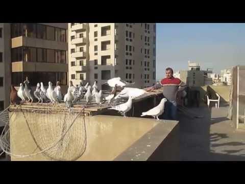 على السطح كش حمام أبو سمير pigeons for Flying