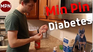 My Min Pin has Diabetes: Cost, Warning Signs, Diagnosis