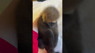 Cute Otters Compilation 🦦