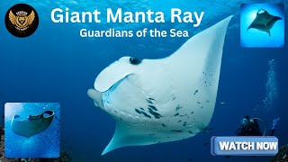 Meet the Amazing Giant Manta Ray