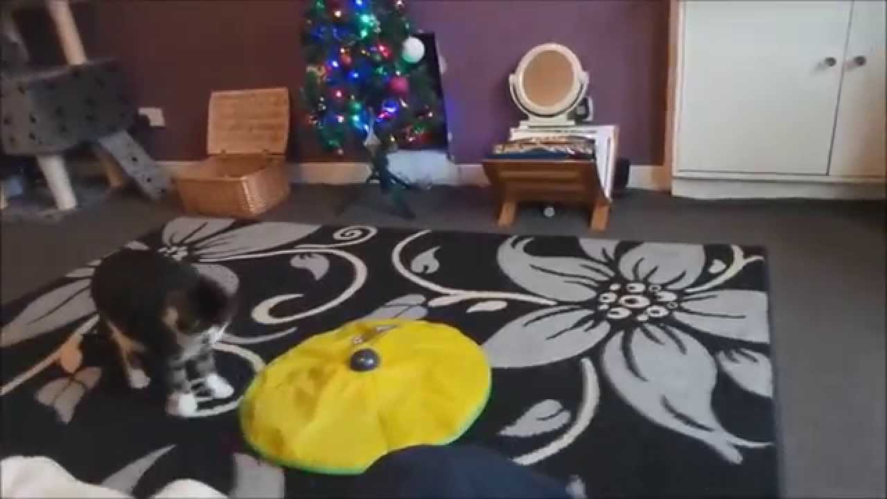 Epic JML Cats Meow Toy Fail YouTube