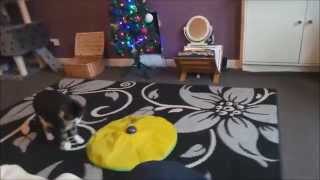 Epic JML Cats Meow Toy Fail screenshot 4