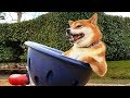 Funniest 🐶 Dogs And 😻 Cats- Try Not To Laugh 🤣 - Funny Pet Animals' Life