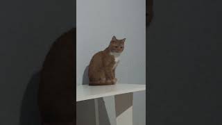 подпишись 🔔 пожалуйста #shortsfeed #шортс #cat #cats #тикток #котики #котик #кот #tiktok #коты