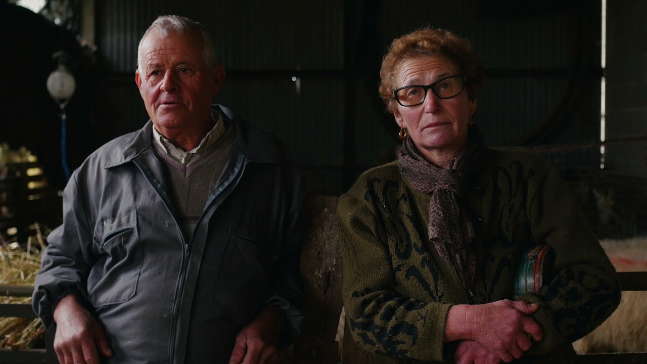 Ovelha Churra Galega Mirandesa