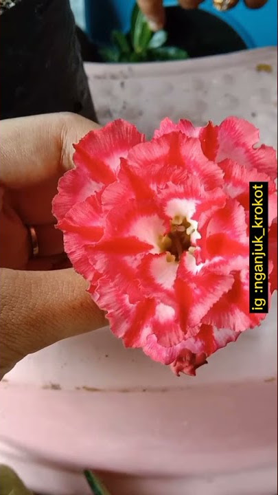 Cara stek kamboja viral (biar bunga tumpuk)